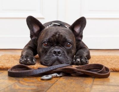 The ‘pawfect’ home – pet-friendly Canary Wharf scheme launches